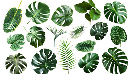 tropical leaves hanging monsterra plant - obrazy, fototapety, plakaty