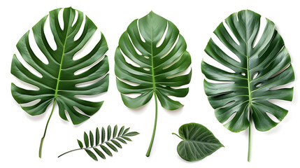 tropical leaves hanging monsterra plant