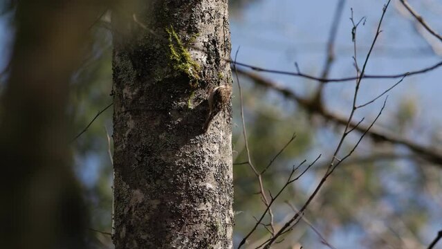 Brown Creeper (Certhia americana) bird climbing up red alder tree trunk while looking for insects