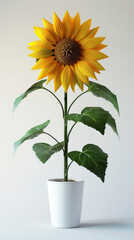 Obraz premium Sunflower Stock Photos