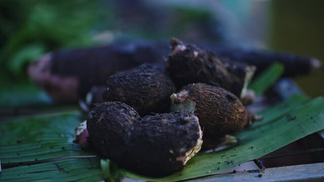Freshly harvested tapioka or cassava roots on sale at the market stall.