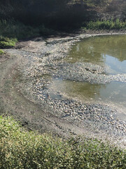 Fish kill at lake, pond.  