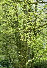 View with twigs with green leaves in spring on a blurred background