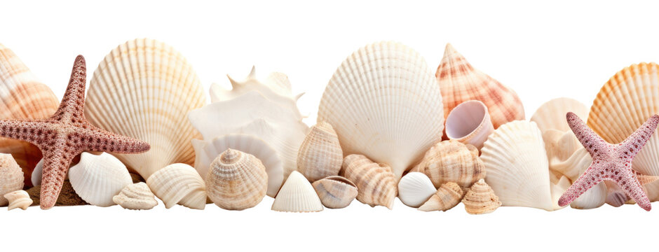 PNG Seashells white background invertebrate holiday