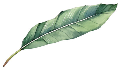 PNG Banana leaf sketch plant art