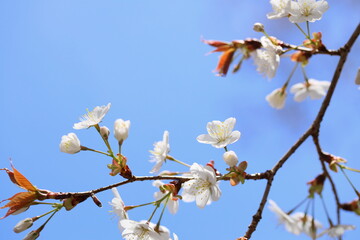青空に映える清楚な山桜のクローズアップ