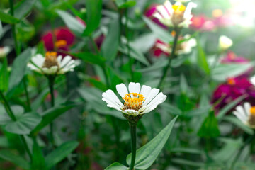 colorful zinnia flowers blooming in the flower garden