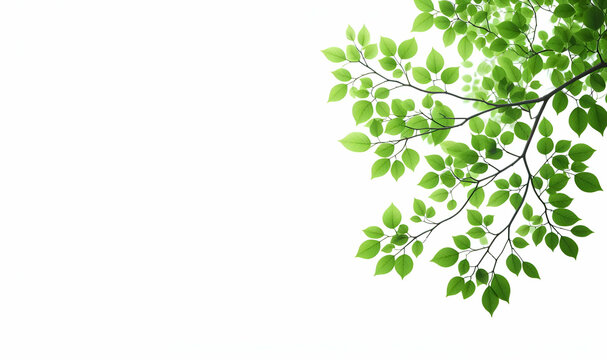 Green leaves and branches isolated on a white background, generative ai