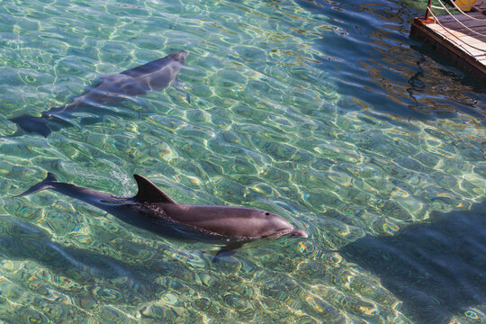 Playful Bottle nosed Dolphins swimming near a wooden dock in clear blue waters. Two dolphins are seen gracefully gliding through the transparent, sunlit waters next to a wooden pier. Marine mammals