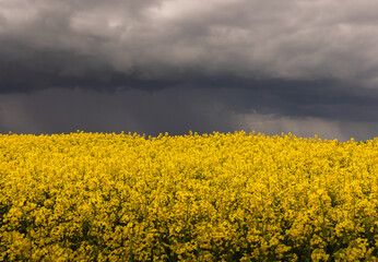 yellow rapeseed canola field and dramatic blue, white storm cloud - 784917460