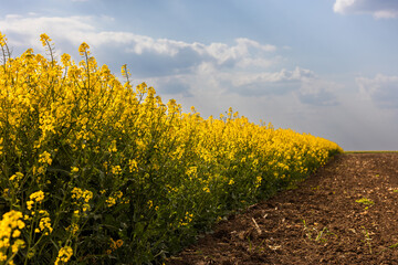 yellow rapeseed canola field and dramatic blue, white storm cloud - 784917646