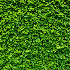 Obraz premium herb wall plant wall natural green wallpaper and background
