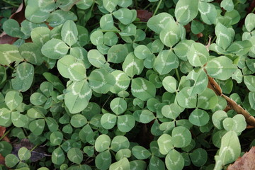 green leaves background