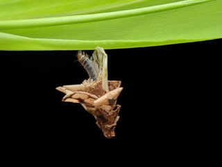 Bagworm hang on the grass