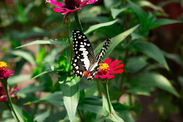 butterfly Papilioninae looking for food on zinia flower