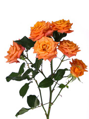 A bouquet of orange roses for Valentine's Day