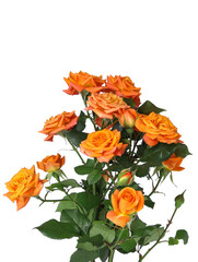 A bouquet of orange roses for Valentine's Day