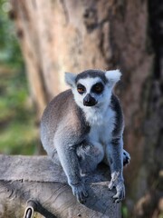 Fototapeta premium Madagascar lemur, wildlife, primates, ring-tail lemur