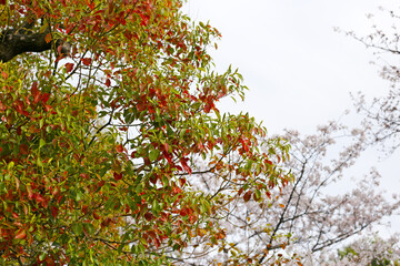 Japanese trees in the park