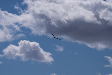Turkey vulture is flying in the sky