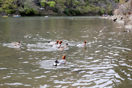 Ducks swimming on Katsura river in Arashiyama, Kyoto, Japan