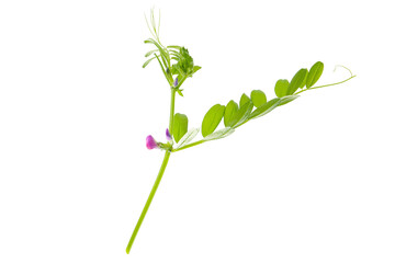leaves and flowers of common vetch on a white background