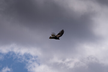 Turkey vulture is flying in the sky
