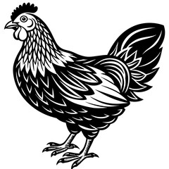    chicken vector illustration
