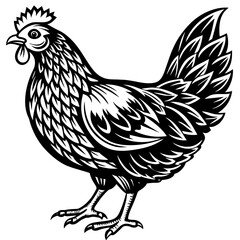    chicken vector illustration
