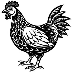    chicken vector illustration
