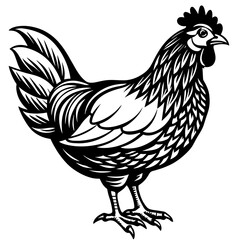    chicken vector illustration
