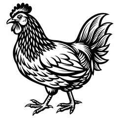    chicken vector illustration
