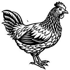    chicken vector illustration
