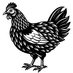    chicken vector illustration
