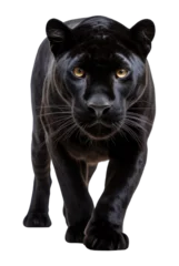  PNG Black panther wildlife animal mammal © Rawpixel.com