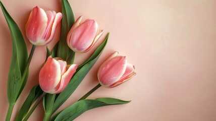 Tulip Floral Arrangement with Soft Pink Petals and Green Leaves on Minimalist Background