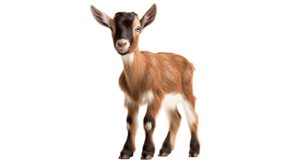 baby goat standing on white background