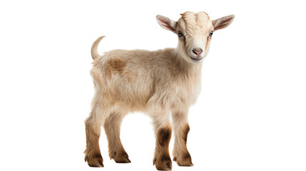 baby goat standing on white background