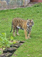 Zoo WrocÅ‚aw Sp.z O.o. Bengal tiger Siberian tiger Tiger Plant Felidae