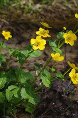 Western Siberia, blooming marsh-marigold (Caltha palustris) on sandy soil.