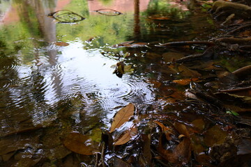 A stream in the forest with leaves