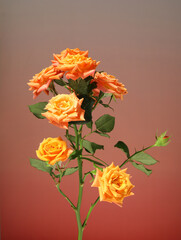 A hot bouquet of Valentine's Day roses