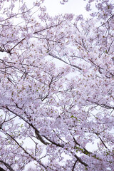 満開を迎えた桜の花 ソメイヨシノ