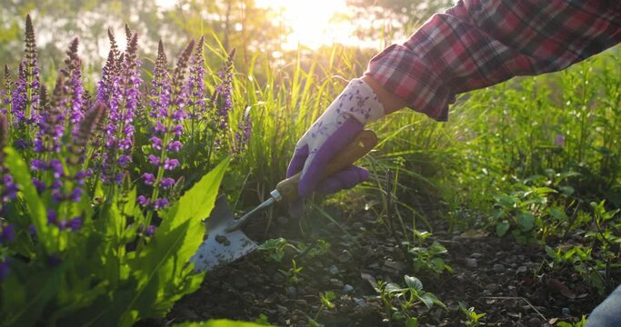 Gardener working in the garden in the morning