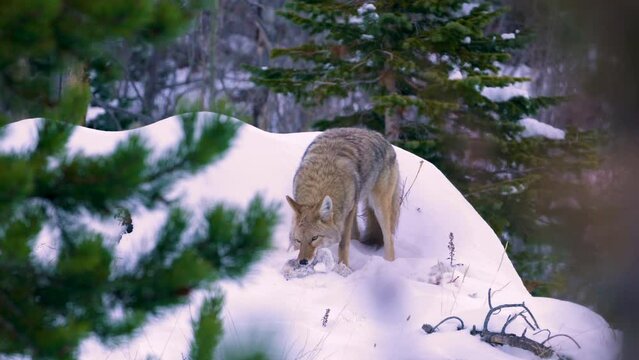 Coyote Wildlife Carrying Dead Fresh Kill Rodent In Snow During Winter. Wildlife Colorado Rocky Mountain National Park