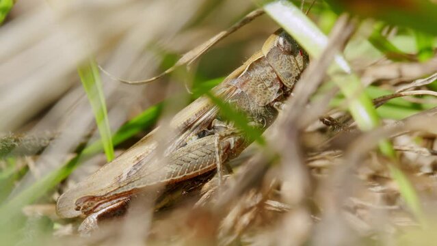 Close up shot of Camouflages Grasshopper Locust between plants and grass in sunlight.
