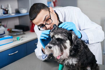 Veterinarian examining dog's ears with otoscope - obrazy, fototapety, plakaty