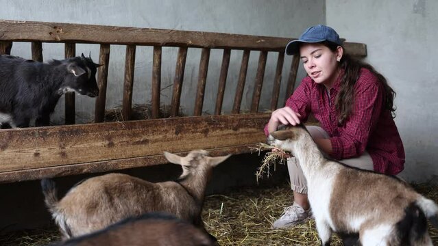 Female farmer takes care of herd of goats in a paddock at an animal farm