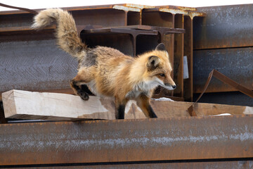 Red fox playing on a pile of steel beams in a construction site