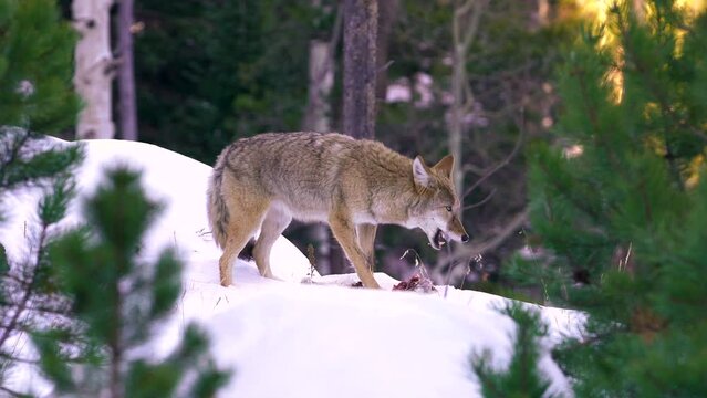 Incredible Wildlife Coyote Rips Her Fresh Kill Bloody Feast on The White Snow. Close up animal hunting Rocky Mountain National Park Colorado.